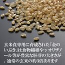 有機金のいぶき玄米と大麦を炊いたごはん 黒米入り 150g×10パック 大麦40％入り