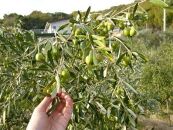 【空井農園】小豆島の農家が作ったオリーブオイル　アルベッキーナ種／200ml