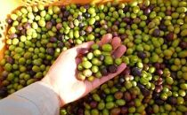 【空井農園】小豆島の農家が作ったオリーブオイル　アルベッキーナ種／200ml