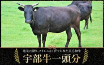 【数量限定】宇部牛　一頭分　黒毛和牛　Ａ５ランク　冷蔵　約300kg　”シャトーブリアンから牛タン、ホルモンまで、食べてみっちゃ、おいしいけえ”