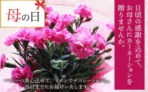 【40セット限定 先行予約】カーネーション ピンク 5号 鉢植え 生花 ＜数量限定！想いを届ける母の日ギフト＞ ※2025年5月10日までにお届け