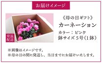 【40セット限定 先行予約】カーネーション ピンク 5号 鉢植え 生花 ＜数量限定！想いを届ける母の日ギフト＞ ※2025年5月10日までにお届け