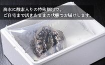 【海鮮の匠　魚政】活きたまま届きます！ 天然黒アワビ 海水に酸素入りの特殊梱包 1000g入りおすすめセット