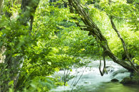 新米予約【令和8年産】【定期便】南魚沼塩沢産コシヒカリ「然然」　農薬5割減栽培　無洗米5kg&nbsp;x&nbsp;全12回【2026年10月上旬から1ヶ月以内に順次発送予定】