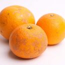［先行予約］家庭用&nbsp;はっさく2.5kg+250g（傷み補償分）【八朔みかん】【訳あり・わけあり】［IKE28］