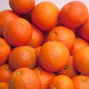 ＜4月より発送＞&nbsp;家庭用&nbsp;セミノールオレンジ&nbsp;3kg+90g（傷み補償分）&nbsp;有田の春みかん&nbsp;有田産&nbsp;光センサー食べ頃出荷&nbsp;訳あり&nbsp;わけあり&nbsp;［IKE150］