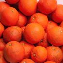 家庭用&nbsp;セミノールオレンジ10kg+250g（傷み補償分）［春みかん］［訳あり］［光センサー食べ頃出荷］［IKE274］