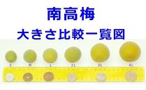 【梅干・梅酒用】（4Lまたは3L－2Kg）熟南高梅＜2025年6月上旬～7月7日発送予定＞フルーツ 果物 くだもの 食品 人気 おすすめ 送料無料【ART10】