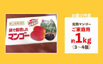 【先行予約】鉢で栽培したおしゃれな完熟マンゴー（ご家庭用）1kg