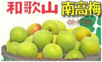 【梅干・梅酒用】（LまたはM－2Kg）熟南高梅＜2025年6月上旬～7月7日発送予定＞フルーツ 果物 くだもの 食品 人気 おすすめ 送料無料【ART07】