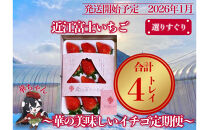 『近江富士いちご』選りすぐり！華の美味しいイチゴ定期便【9～15粒1トレイ×4回】