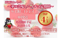 『近江富士いちご』選りすぐり！華の美味しいイチゴ定期便【9～15粒1トレイ×4回】