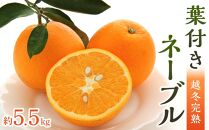 ネーブル 約5.5kg ( 15個 ～ 21個 ) 越冬完熟 葉付き｜オレンジ