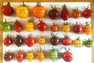 トマト カラフル ミニトマト & ほれまる 各500g
