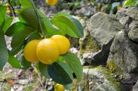 [和歌山県産] (5kg)完熟レモン!皮までご使用いただける低農薬栽培!