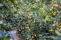 [和歌山県産](10kg)完熟レモン!皮までご使用いただける低農薬栽培!