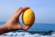 [和歌山県産](10kg)完熟レモン!皮までご使用いただける低農薬栽培!