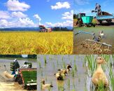 新潟県産ＪＡＳ有機栽培米コシヒカリ　白米５ｋｇ