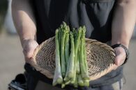 アスパラガス さぬきのめざめ 香川県産 約1kg ( 約35本 ～ 60本 ) ｜ さぬき ブランド野菜