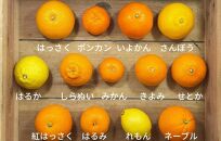 旬の柑橘食べ比べ 柑橘ごろごろ 3種 箱込 5kg(内容量約 4.4kg) 秀品 優品 混合 和歌山県産 産地直送 【おまけ付き】【みかんの会】