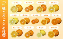 旬の柑橘食べ比べ&nbsp;柑橘ごろごろ&nbsp;3種&nbsp;箱込&nbsp;5kg(内容量約&nbsp;4.4kg)&nbsp;秀品&nbsp;優品&nbsp;混合&nbsp;和歌山県産&nbsp;産地直送&nbsp;【おまけ付き】【みかんの会】