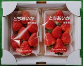 【朝採り・農園直送】栃木県産とちあいか（大粒290ｇ×2パック）×1箱