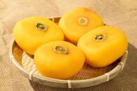 生渋柿たね無&nbsp;あんぽ柿用T軸枝無約1.5～2kg　6～12玉＜2026年10月中旬～11月上旬ごろ順次発送＞【ART14】