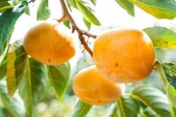 生渋柿たね無&nbsp;あんぽ柿用T軸枝無約1.5～2kg　6～12玉＜2026年10月中旬～11月上旬ごろ順次発送＞【ART14】