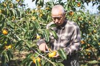 生渋柿たね無&nbsp;あんぽ柿用T軸枝無約1.5～2kg　6～12玉＜2026年10月中旬～11月上旬ごろ順次発送＞【ART14】