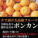 ぽんかん ポンカン 1500g 訳あり 産地直送 オレンジ フルーツ 果物