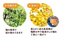 訳ありつぶれ梅干し　はちみつ　800g　1パック 塩分 8％