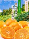 ご家庭用 濃厚 完熟 有田 みかん 5kg【先行予約 2024年11月下旬～12月中旬発送】【訳あり】【農家直送】