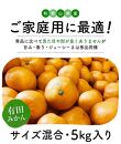 ご家庭用 濃厚 完熟 有田 みかん 5kg【先行予約 2024年11月下旬～12月中旬発送】【訳あり】【農家直送】