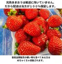 【2025年1月～4月納品分予約販売】ボリューム満点てんこ盛り500g×2パック！完熟あまおう日替わりセット1000g【あまおう 食品 あまおう フルーツ あまおう 果物 苺くだもの いちご 食品 イチゴ 人気 あまおう おすすめ 送料無料 福岡県 大川市 AA082】