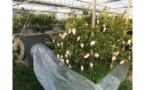 ［4箱セット］甘っ子&nbsp;小玉&nbsp;ハウス&nbsp;せとか&nbsp;9玉入&nbsp;×&nbsp;4箱&nbsp;手さげ箱&nbsp;南泰園