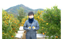 ［4箱セット］甘っ子&nbsp;小玉&nbsp;ハウス&nbsp;せとか&nbsp;9玉入&nbsp;×&nbsp;4箱&nbsp;手さげ箱&nbsp;南泰園