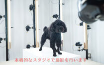 ペットの３Dスキャンと３Dフルカラープリントによる造形（フィギュア）長辺１３cm&nbsp;|&nbsp;ペット&nbsp;3Dスキャン&nbsp;犬&nbsp;猫&nbsp;記念&nbsp;プレゼント&nbsp;ギフト&nbsp;オーダーメイド&nbsp;思い出&nbsp;人気&nbsp;おすすめ&nbsp;送料無料&nbsp;東京&nbsp;中野区