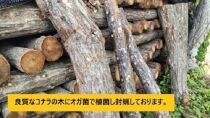 【2024年8月下旬からお届け】原木シイタケ榾木