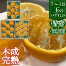 定期便&nbsp;春に楽しむ&nbsp;ハウス&nbsp;せとか&nbsp;＆&nbsp;木成&nbsp;完熟&nbsp;有田&nbsp;はっさく&nbsp;特秀&nbsp;セット&nbsp;全2回&nbsp;南泰園