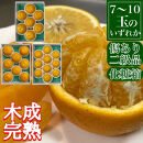 定期便&nbsp;春に楽しむ&nbsp;ハウス&nbsp;せとか&nbsp;＆&nbsp;木成&nbsp;完熟&nbsp;有田&nbsp;はっさく&nbsp;傷あり&nbsp;二級品&nbsp;セット&nbsp;全2回&nbsp;南泰園