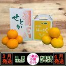 定期便&nbsp;春に楽しむ&nbsp;ハウス&nbsp;せとか&nbsp;＆&nbsp;木成&nbsp;完熟&nbsp;有田&nbsp;はっさく&nbsp;傷あり&nbsp;二級品&nbsp;小箱セット&nbsp;全2回&nbsp;南泰園