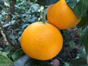 定期便&nbsp;春に楽しむ&nbsp;ハウス&nbsp;せとか&nbsp;＆&nbsp;木成&nbsp;完熟&nbsp;有田&nbsp;はっさく&nbsp;傷あり&nbsp;二級品&nbsp;小箱セット&nbsp;全2回&nbsp;南泰園