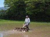 【先行予約】【令和6年産】農薬不使用　佐渡産コシヒカリ 玄米3kg