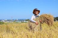 【先行予約】【令和6年産】農薬不使用　佐渡産コシヒカリ　精米5kg