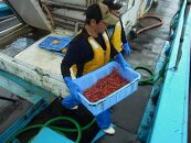 佐渡産 南蛮エビ（甘エビ）1,000ｇ