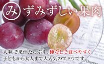 【先行予約】2025　ピオーネ　２房～３房　約1キロ　【９月下旬頃～順次発送予定】　長野県産　国際特許有機肥料栽培　