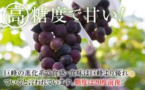 【先行予約】2025　ピオーネ　２房～３房　約1キロ　【９月下旬頃～順次発送予定】　長野県産　国際特許有機肥料栽培　
