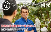 【先行予約】2025　ピオーネ　２房～３房　約1キロ　【９月下旬頃～順次発送予定】　長野県産　国際特許有機肥料栽培　