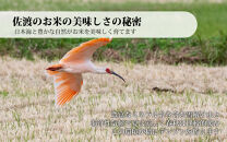 無洗米佐渡産コシヒカリ&nbsp;5kg&nbsp;令和7年産