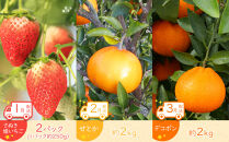 【全12回】坂出市四季のオススメ！旬果実単品定期便♪